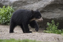 Queens Zoo Debuts Andean Bear Cub